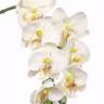 Орхидея Фаленопсис искусственная 7Dx50H кремовый (7 цветков + 3 бутона)