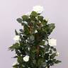 Роза искусственная кустовая Леди 100H кремовый (15 цветов)