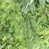 Пилея (Pilea) искусственный куст 25Н зеленая (17 листьев)