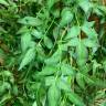 Жасмин лиана зеленая искусственная Н115 см