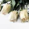 Розы кремовые Джой в бутоне, в наборе 5 шт. искусственные цветы для декора Н68 см 
