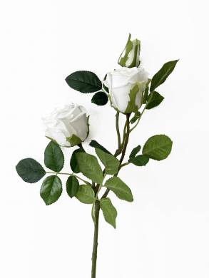 Роза Джессика белая кустовая 2 цв.+1 бут. Н80 см