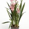Орхидея искусственная Цимбидиум 75H розовый (в торфе)