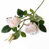 Роза Джессика нежно-розовая кустовая 2 цв.+1 бут. Н80 см