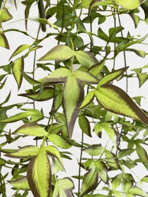 Жасмин лиана зелено-бордовая искусственная для декора 12 веток Н160 см