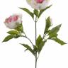 Пион искусственный ветка 2 цветка, 1 бутон, 70см бело-розовый